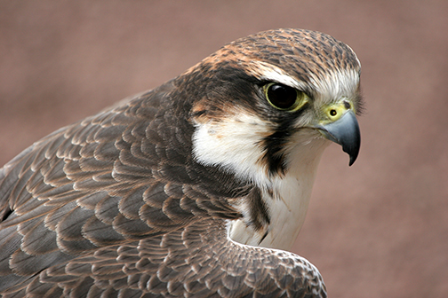 falcon